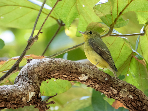 Green-backed Flycatcher (Ficedula elisae), photo 5