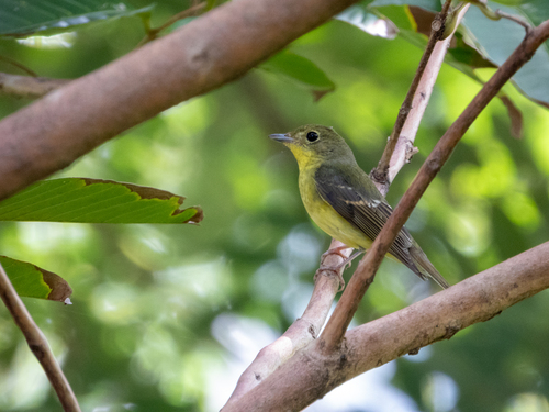 Green-backed Flycatcher (Ficedula elisae), photo 10