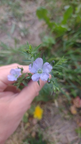 Linum usitatissimum
