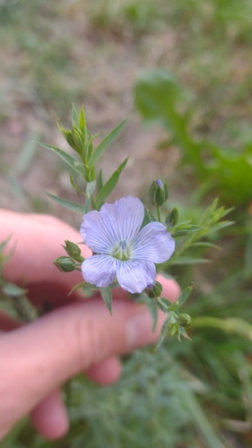 Linum usitatissimum