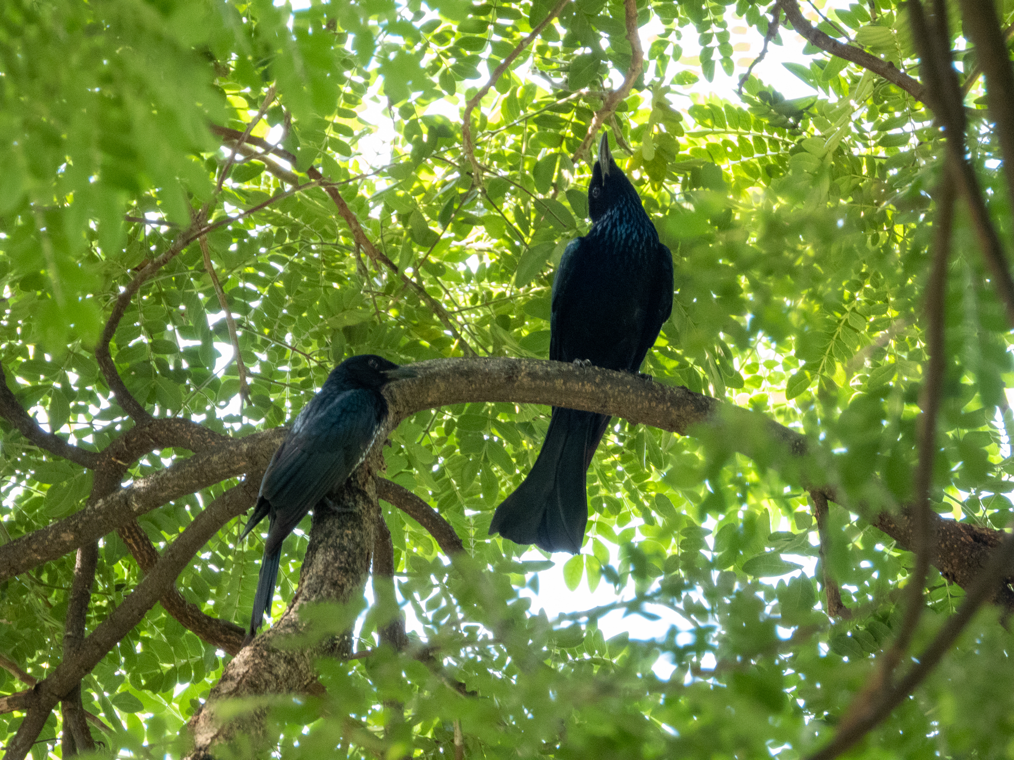 Crow-billed Drongo (Dicrurus annectens), photo 6