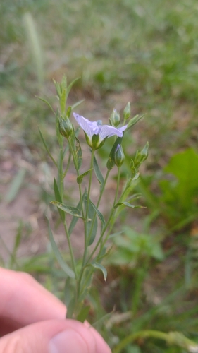 Linum usitatissimum