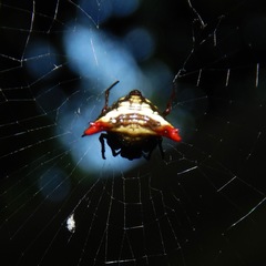 Micrathena plana