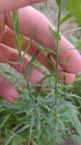 Linum usitatissimum