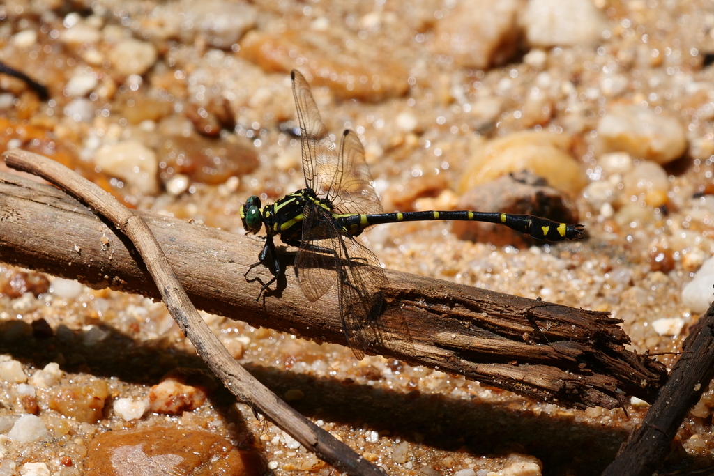 Asiagomphus kosterini