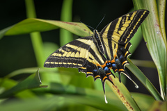 Papilio pilumnus