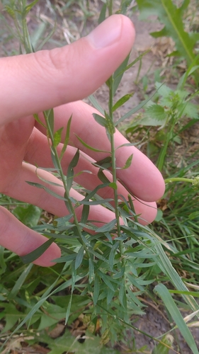 Linum usitatissimum