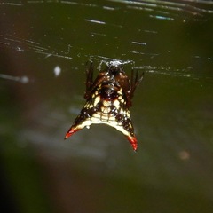 Micrathena plana