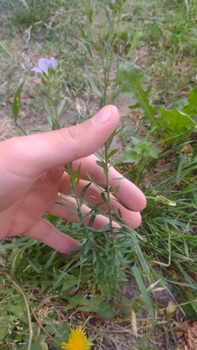Linum usitatissimum