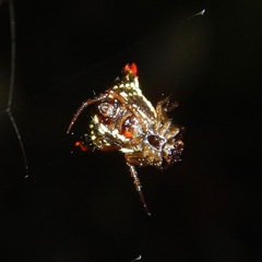 Micrathena plana