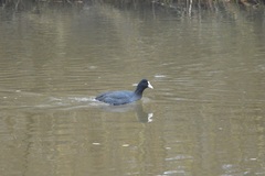 Fulica atra