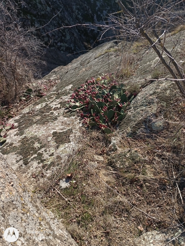 low pricklypear