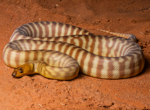 Woma Python sighting