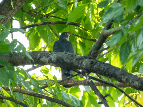 Hodgson's Hawk-Cuckoo (Hierococcyx nisicolor), photo 6