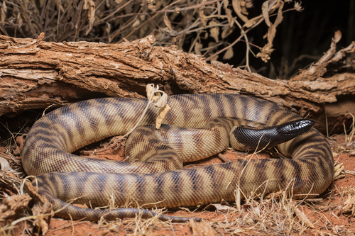 Black-headed Python sighting