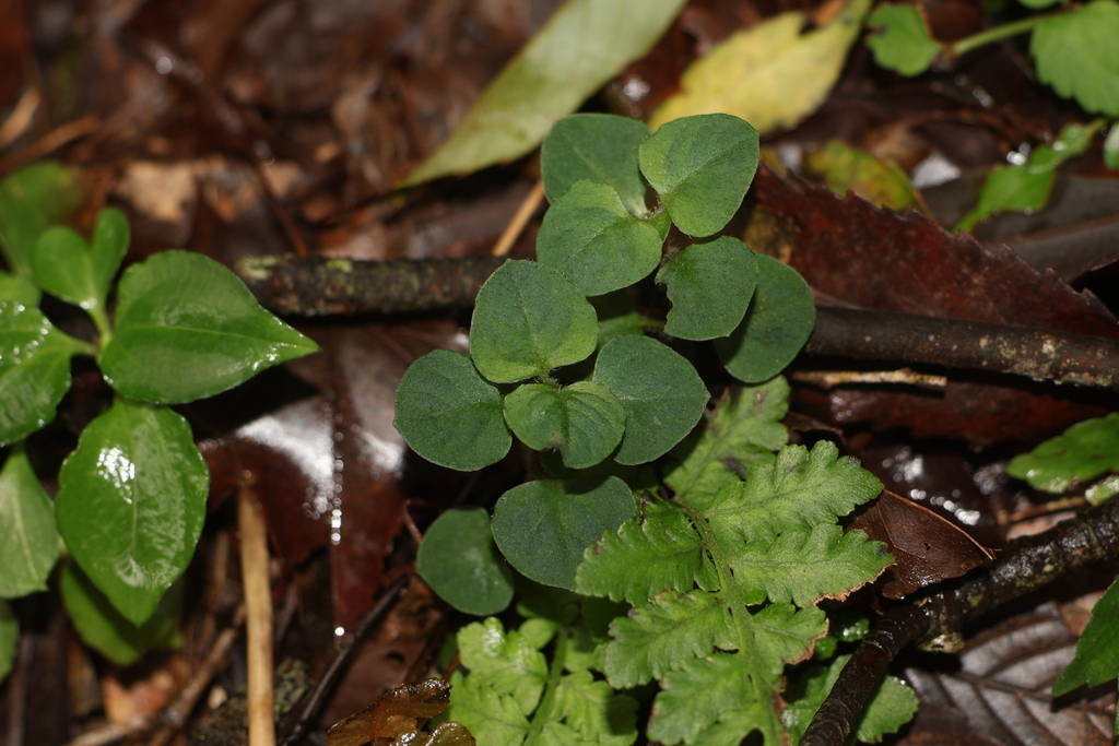 Lysimachia ravenii