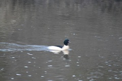 Mergus merganser