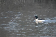 Mergus merganser