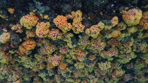 Orange cup coral