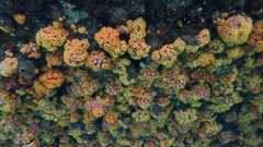Orange cup coral
