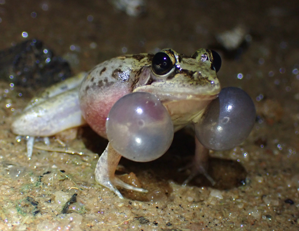 Ridged Frogs
