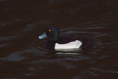 Aythya fuligula