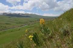 Phlomoides speciosa