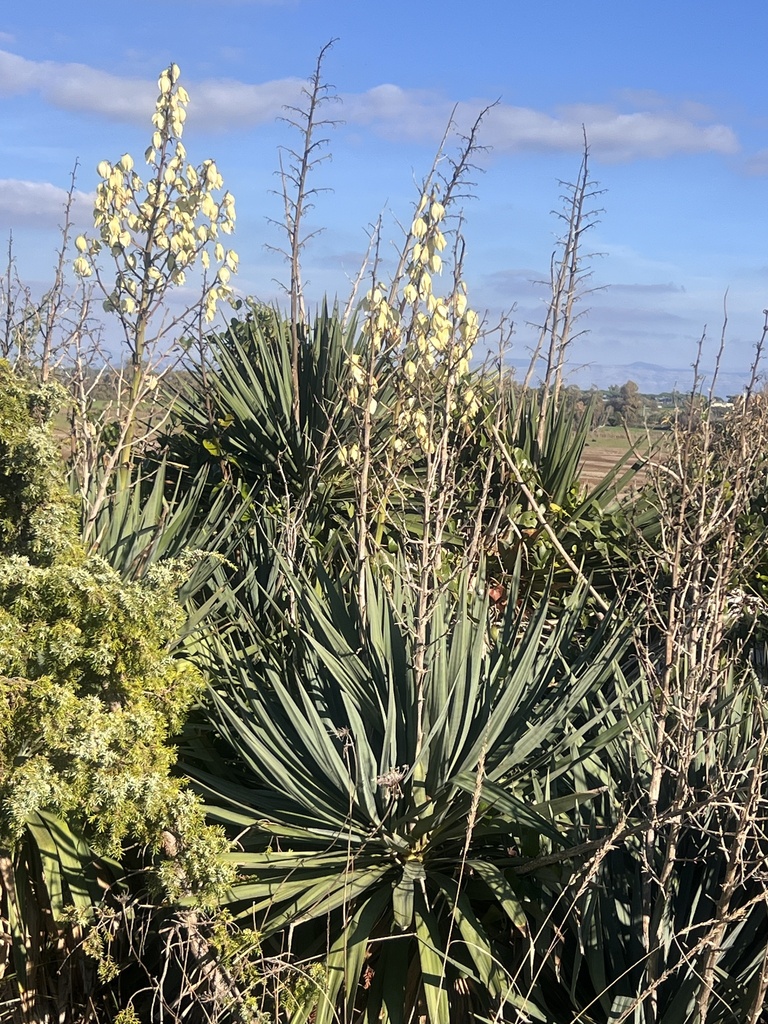 Moundlily yucca