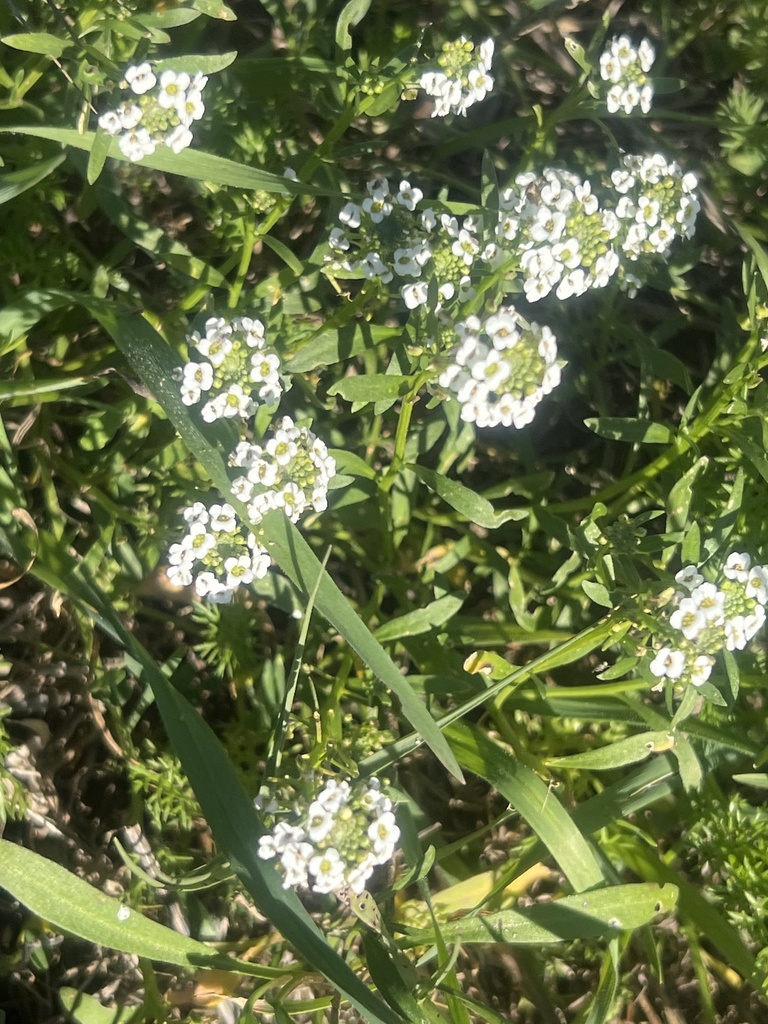 Sweet alyssum