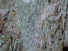 Chaenotheca chlorella