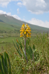 Phlomoides speciosa