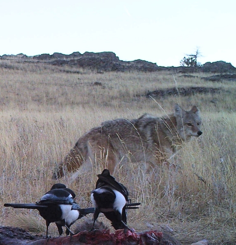 Coyote photographed in Montana