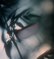 Tropidoderus gracilifemur