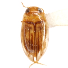 Neobidessus pulloides