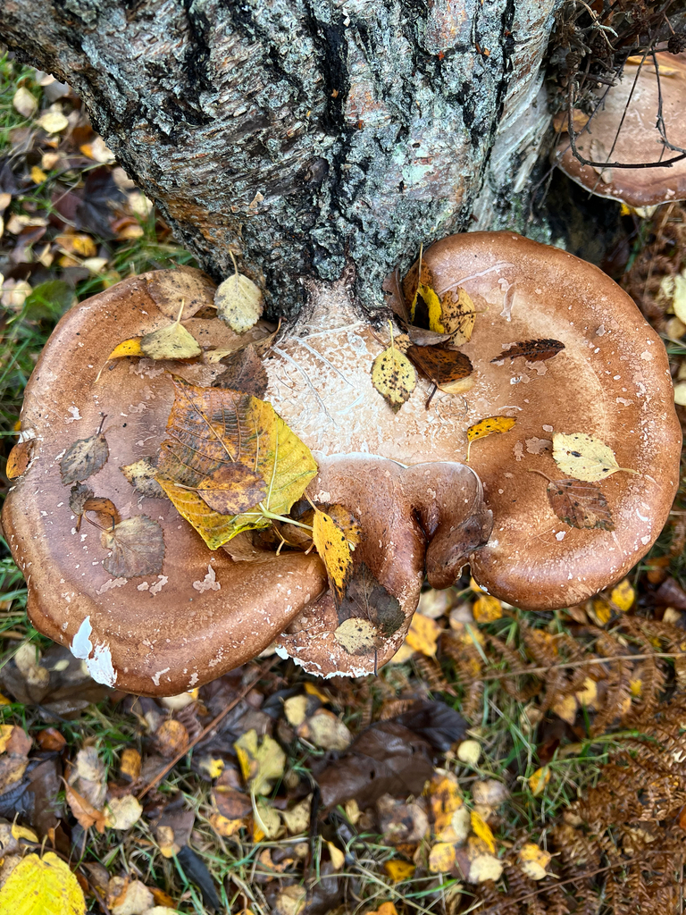 Fomitopsis betulina · November 2025 · photo: © kitkat22 (iNaturalist, cc-by)