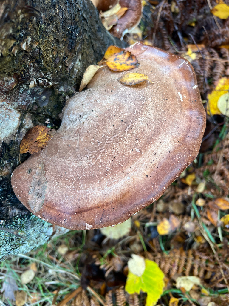 Fomitopsis betulina · November 2025 · photo: © kitkat22 (iNaturalist, cc-by)
