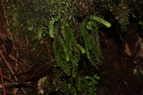Calymmodon gracilis observed 2025-11-14