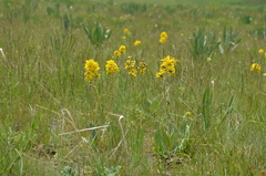 Ligularia alpigena