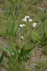 Lepidium lipskyi