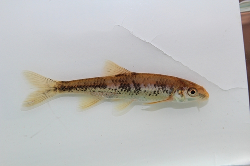 Diklip-kopvoorn (Cyprinella labrosa) — Cyprinidae