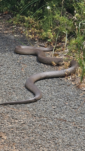 Mainland Dugite sighting