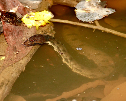 Australian Bockadam sighting