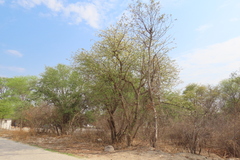Albizia harveyi, photograph author not stated, no rights reserved