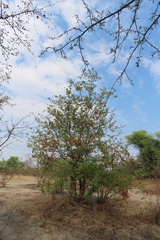 Albizia harveyi, photograph author not stated, no rights reserved