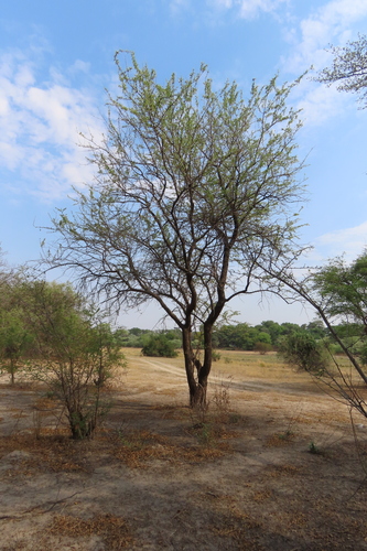 Leadwood (Combretum imberbe)