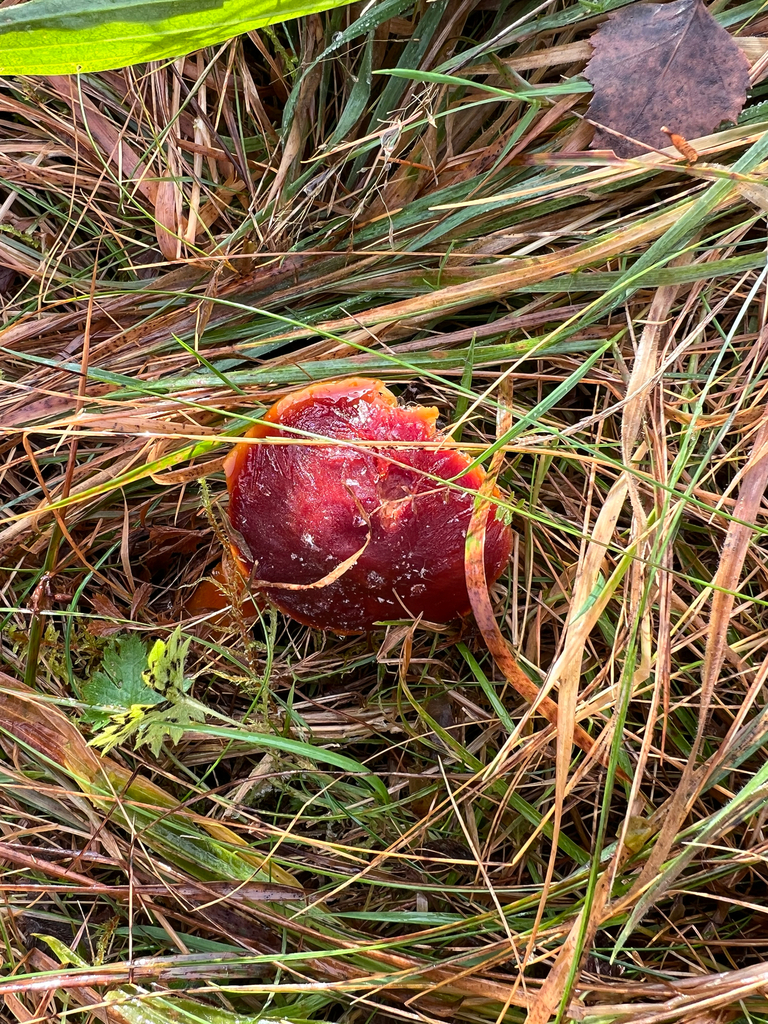 Hygrocybe punicea · November 2025 · photo: © kitkat22 (iNaturalist, cc-by)