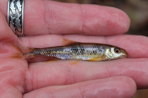 Thicklip chub (Cyprinella labrosa) — Cyprinidae — 3