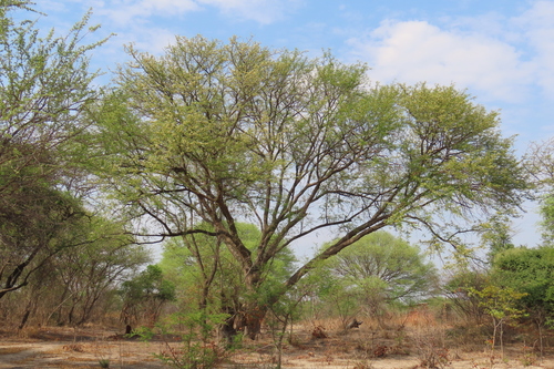 Albizia harveyi, photograph 6