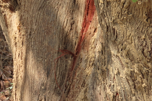 Piliostigma thonningii, photograph 5