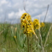 Ligularia alpigena - Photo (c) Aleksandr Naumenko, algunos derechos reservados (CC BY-NC), subido por Aleksandr Naumenko